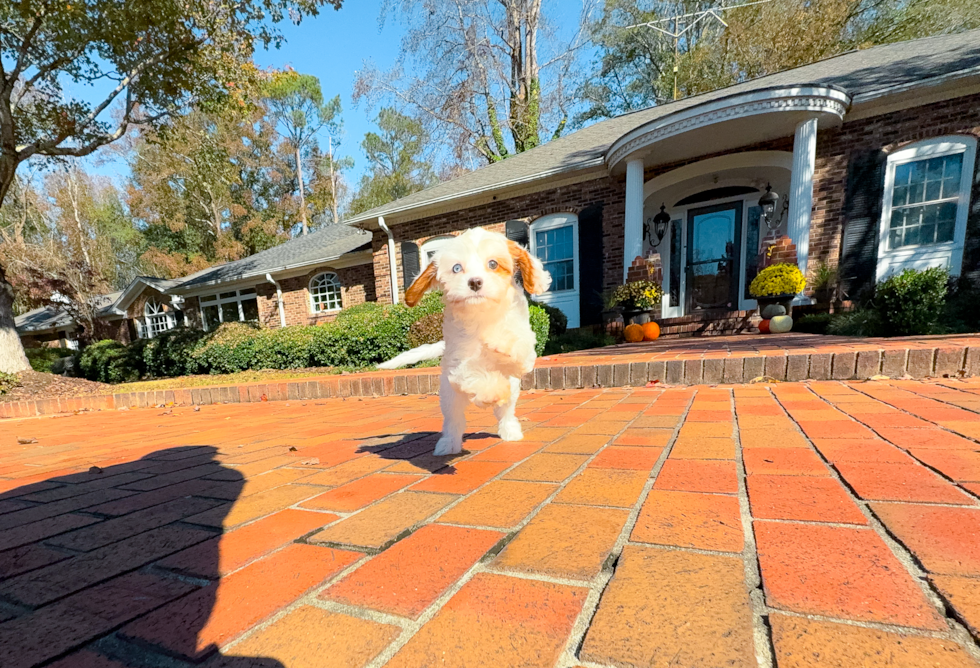 Cavapoo Puppy for Adoption