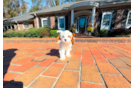 Cavapoo Pup Being Cute