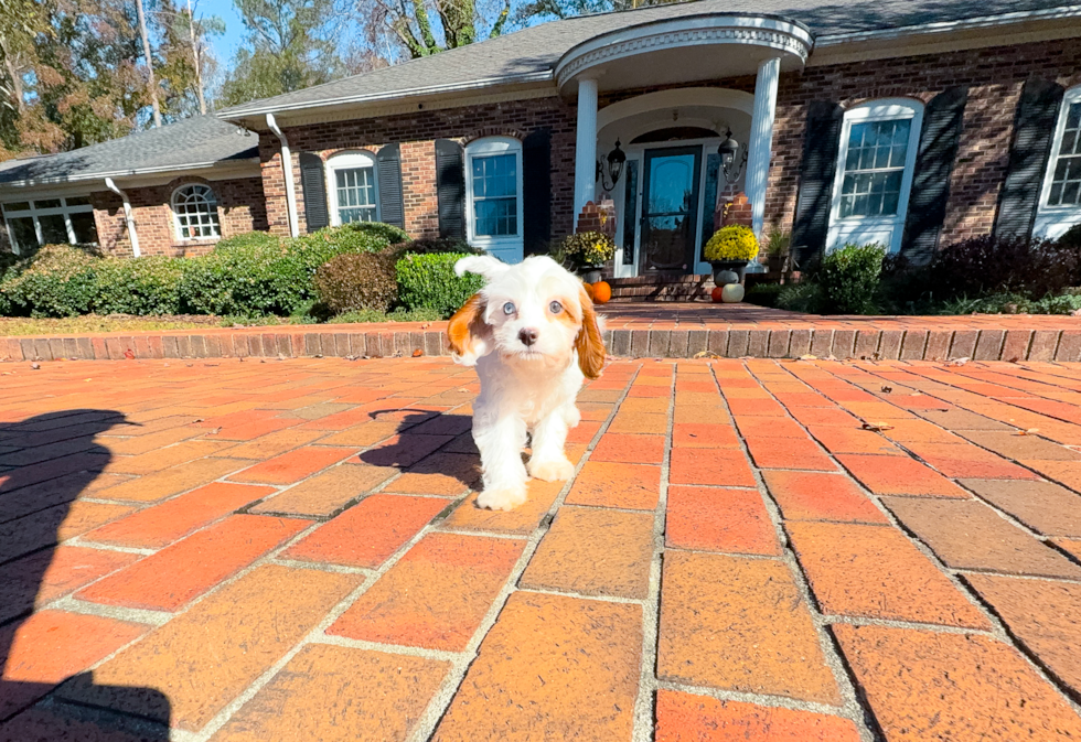 Cavapoo Pup Being Cute