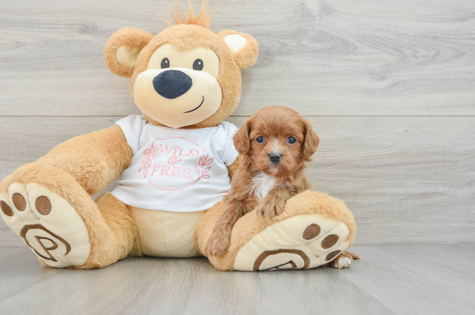 6 week old Cavapoo Puppy For Sale - Simply Southern Pups