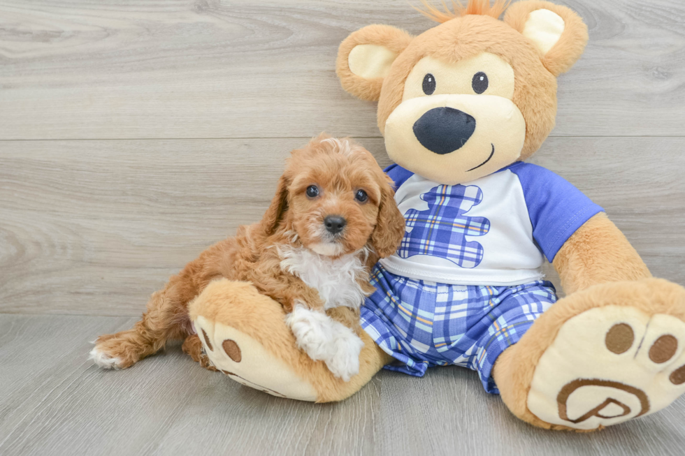 Funny Cavapoo Poodle Mix Pup