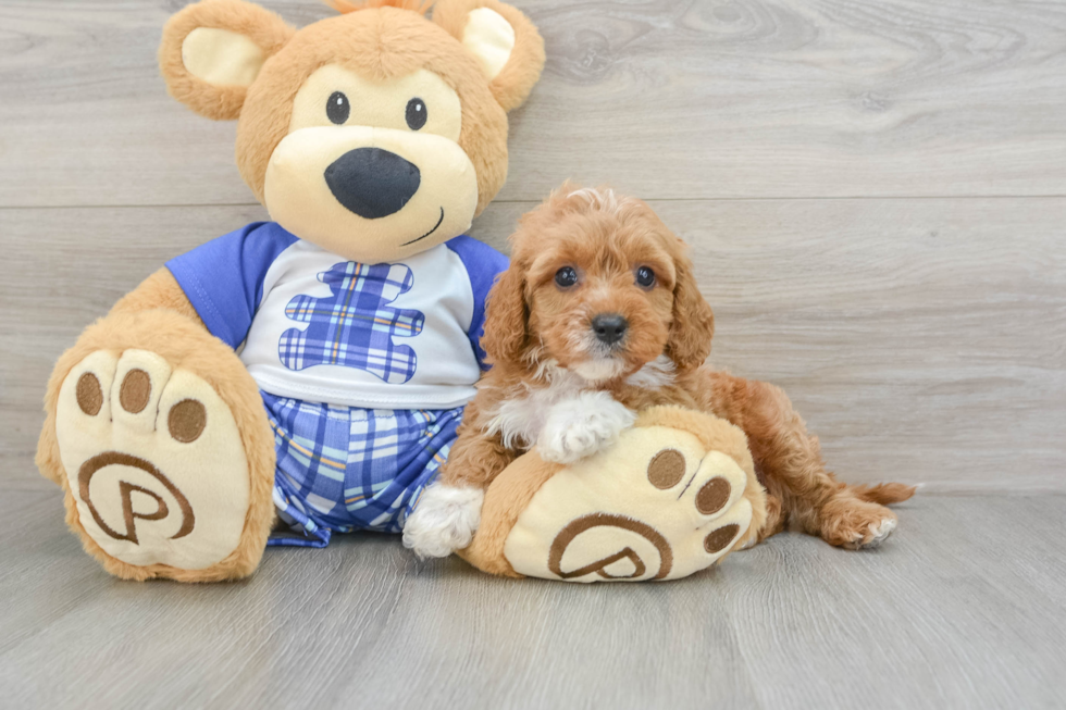 Fluffy Cavapoo Poodle Mix Pup