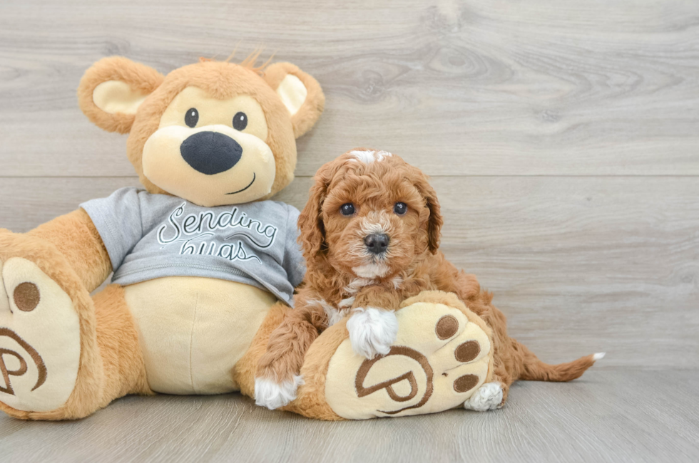 5 week old Cavapoo Puppy For Sale - Simply Southern Pups