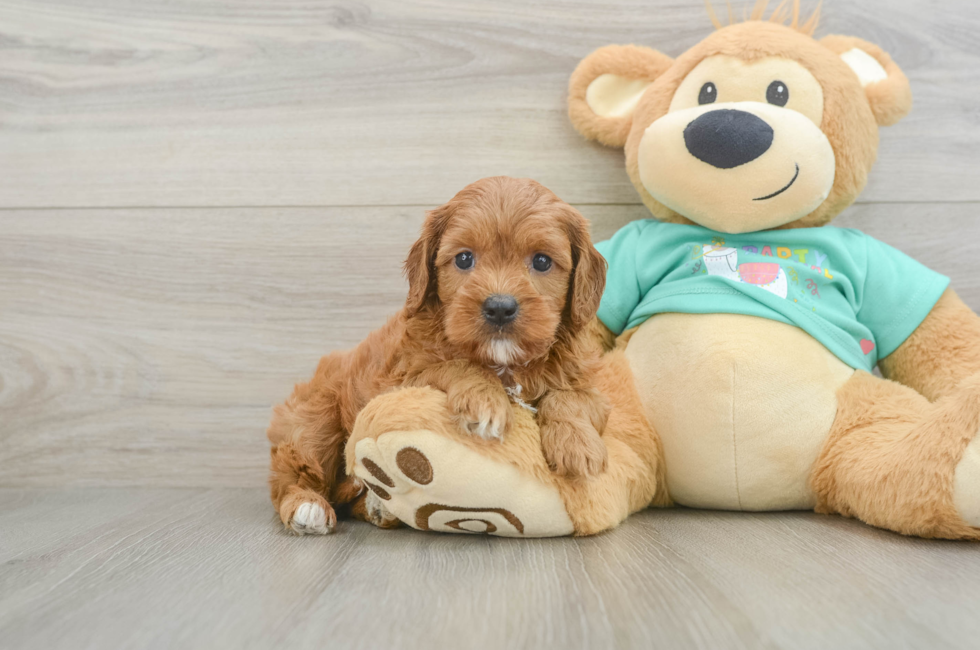 7 week old Cavapoo Puppy For Sale - Simply Southern Pups