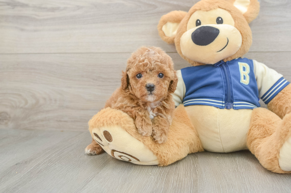 5 week old Cavapoo Puppy For Sale - Simply Southern Pups