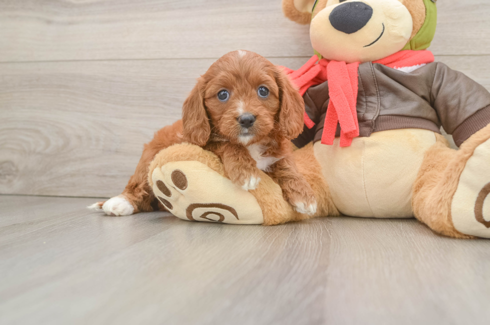 6 week old Cavapoo Puppy For Sale - Simply Southern Pups