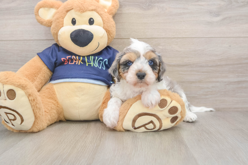Cavapoo Pup Being Cute