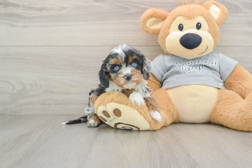 Best Cavapoo Baby