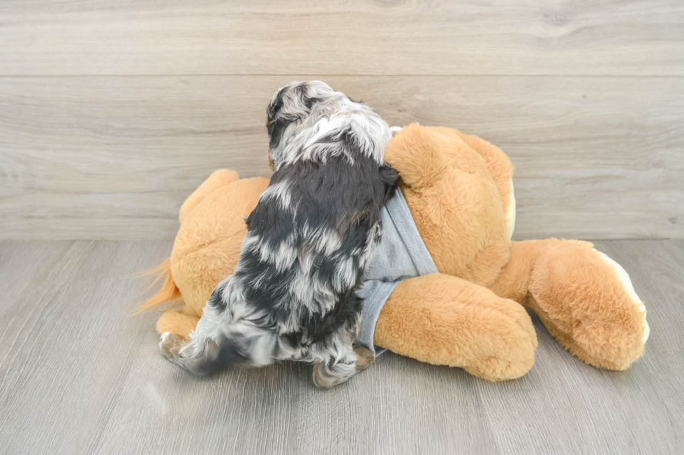 Petite Cavapoo Poodle Mix Pup