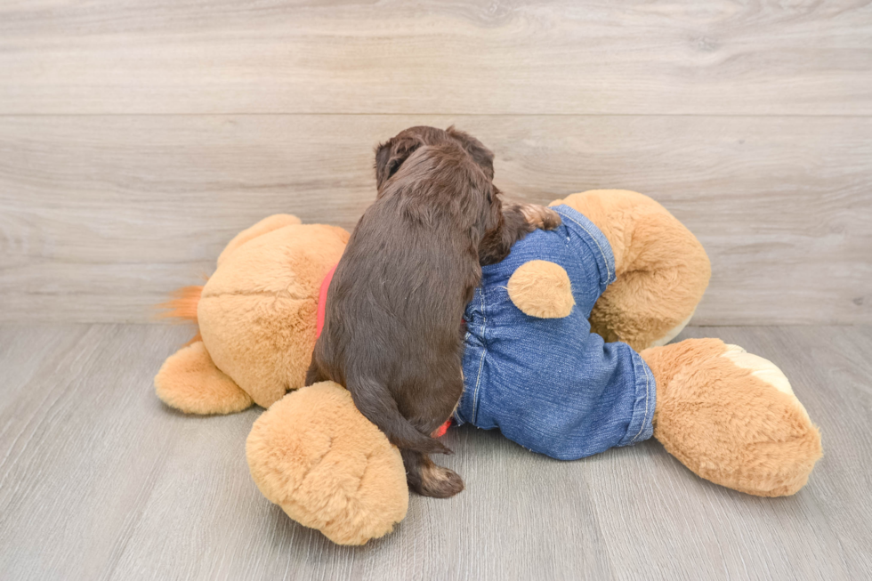 Cavapoo Pup Being Cute