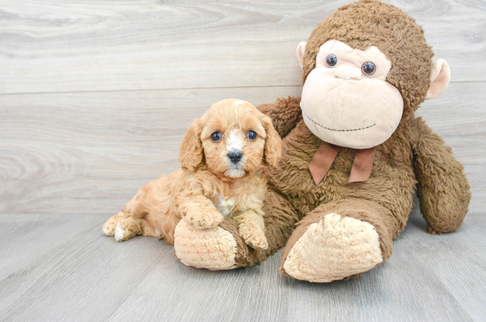 5 week old Cavapoo Puppy For Sale - Simply Southern Pups