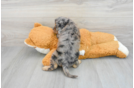 Little Cavoodle Poodle Mix Puppy