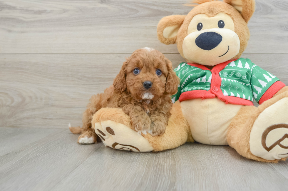 5 week old Cavapoo Puppy For Sale - Simply Southern Pups