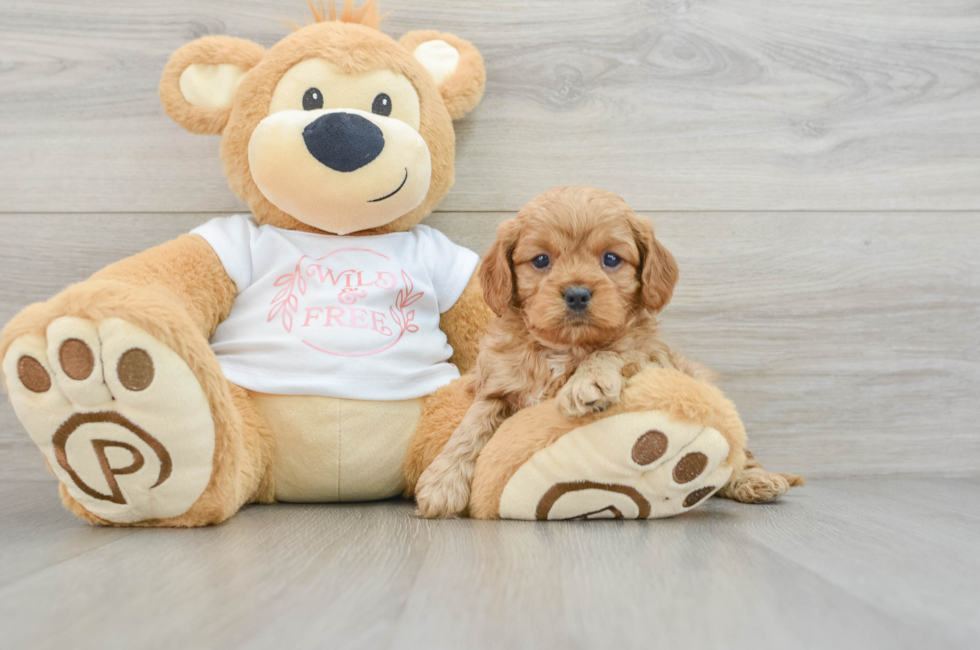 6 week old Cavapoo Puppy For Sale - Simply Southern Pups