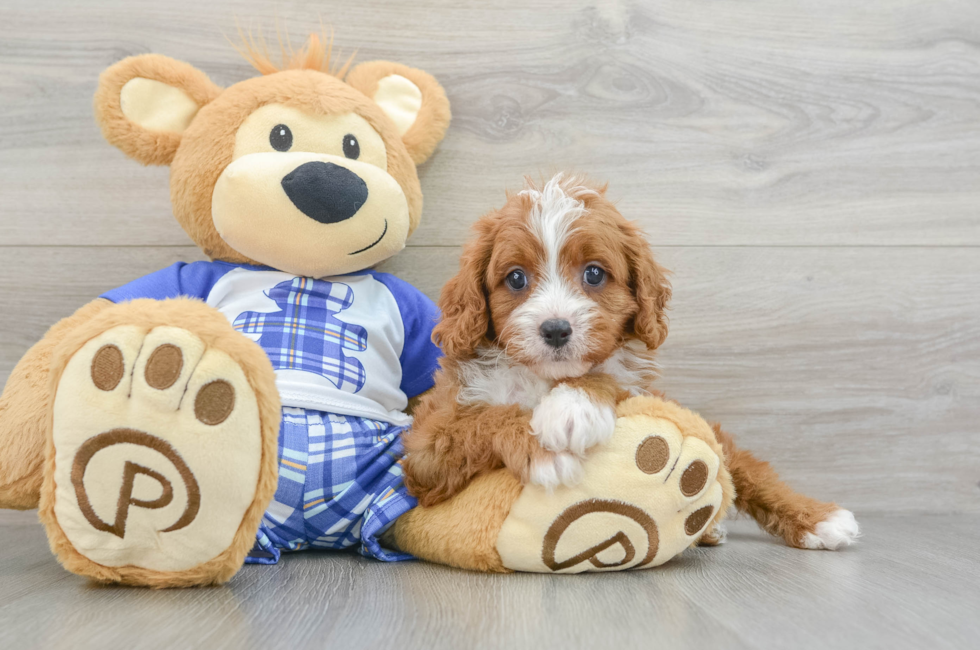 7 week old Cavapoo Puppy For Sale - Simply Southern Pups