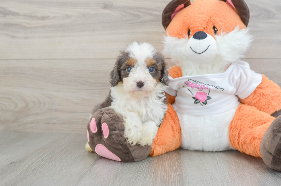 6 week old Cavapoo Puppy For Sale - Simply Southern Pups