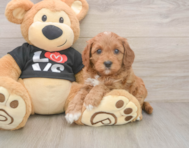8 week old Cavapoo Puppy For Sale - Simply Southern Pups