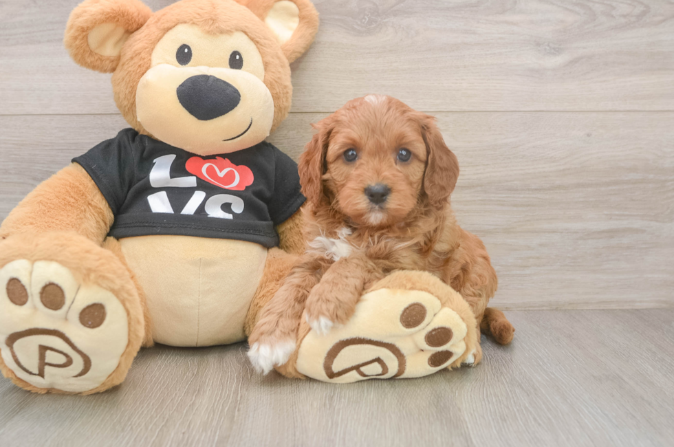 5 week old Cavapoo Puppy For Sale - Simply Southern Pups