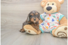 Meet Heath - our Cavapoo Puppy Photo  2/3 - Simply Southern Pups Best Cavapoo Baby