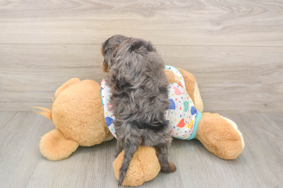 Meet Heath - our Cavapoo Puppy Photo  3/3 - Simply Southern Pups Cavapoo Puppy for Adoption