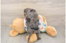 Meet Heath - our Cavapoo Puppy Photo  3/3 - Simply Southern Pups Cavapoo Puppy for Adoption