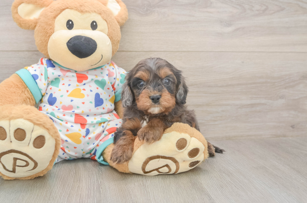 5 week old Cavapoo Puppy For Sale - Simply Southern Pups