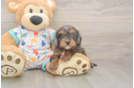 Meet Heath - our Cavapoo Puppy Photo  1/3 - Simply Southern Pups Cavapoo Pup Being Cute
