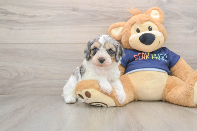 Smart Cavapoo Poodle Mix Pup