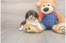 Popular Cavapoo Poodle Mix Pup