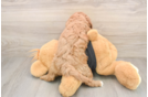 Sweet Cavapoo Baby