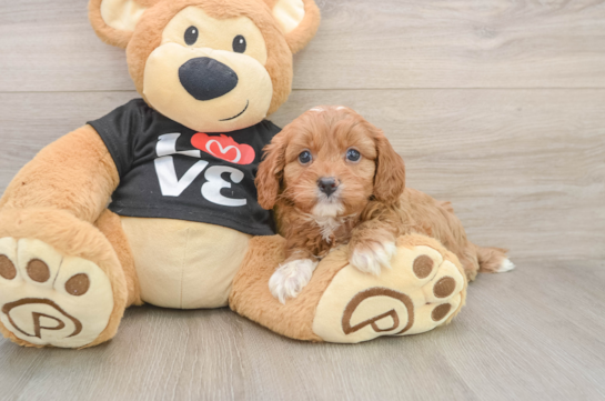 Little Cavipoo Poodle Mix Puppy