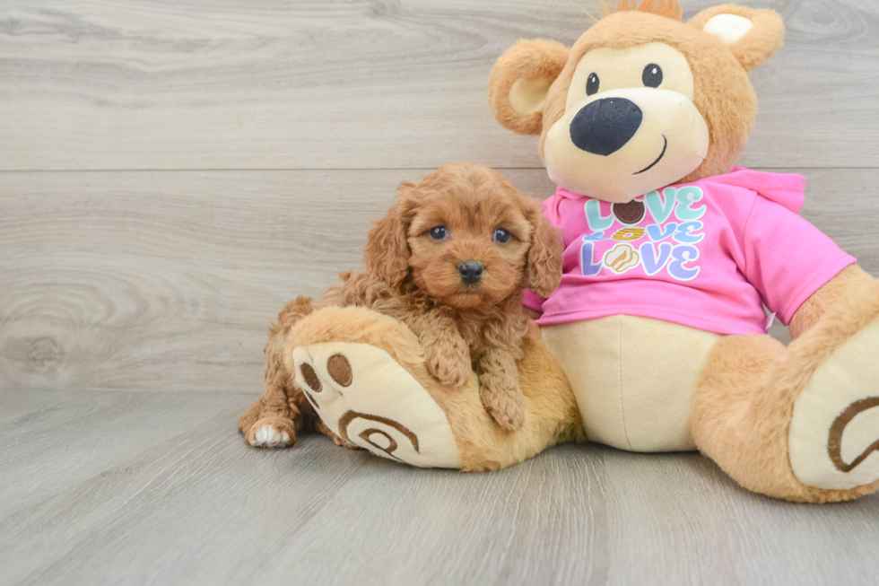 Sweet Cavapoo Baby