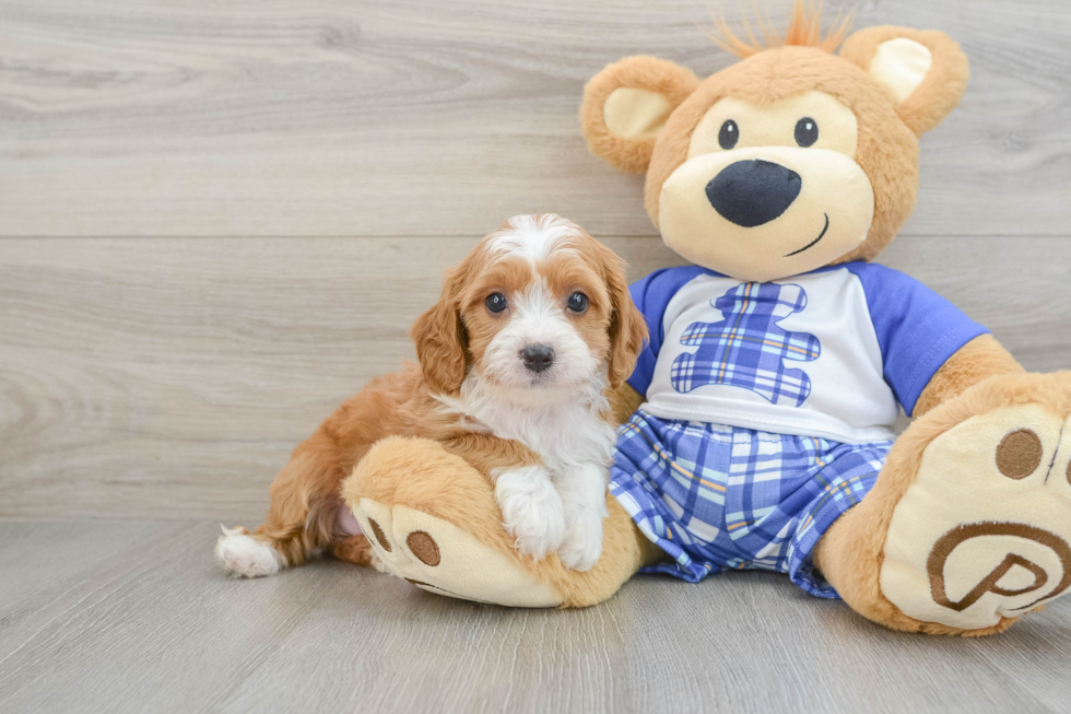 Popular Cavapoo Poodle Mix Pup