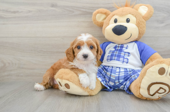 Popular Cavapoo Poodle Mix Pup