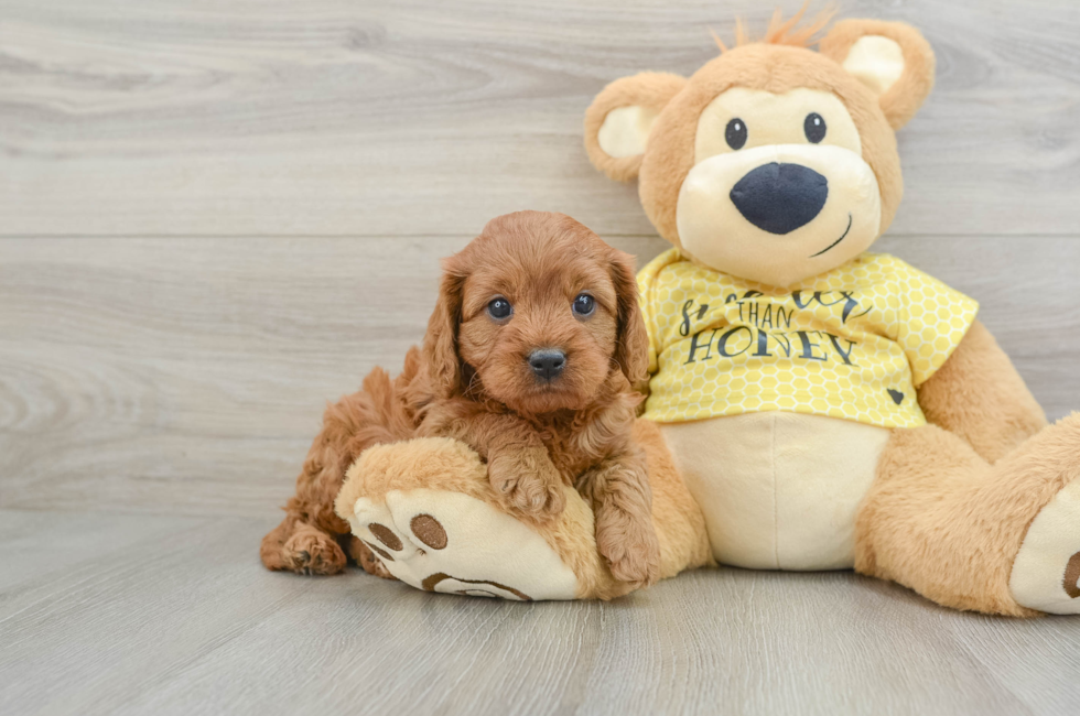 5 week old Cavapoo Puppy For Sale - Simply Southern Pups