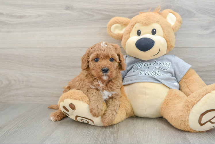 Playful Cavapoodle Poodle Mix Puppy