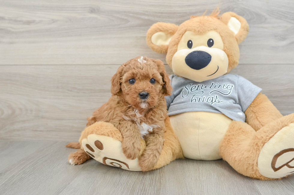 5 week old Cavapoo Puppy For Sale - Simply Southern Pups