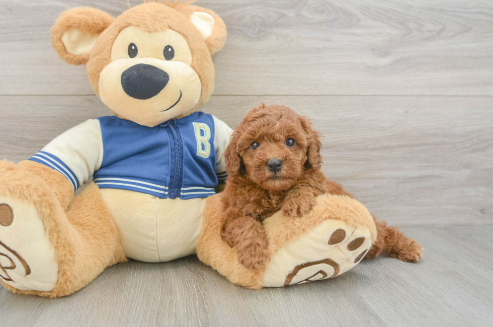5 week old Cavapoo Puppy For Sale - Simply Southern Pups