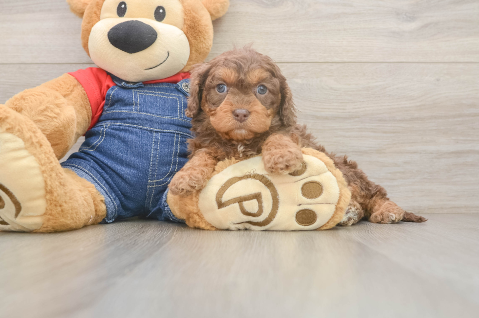 6 week old Cavapoo Puppy For Sale - Simply Southern Pups