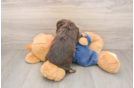 Happy Cavapoo Baby