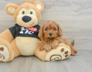 8 week old Cavapoo Puppy For Sale - Simply Southern Pups