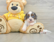 8 week old Cavapoo Puppy For Sale - Simply Southern Pups