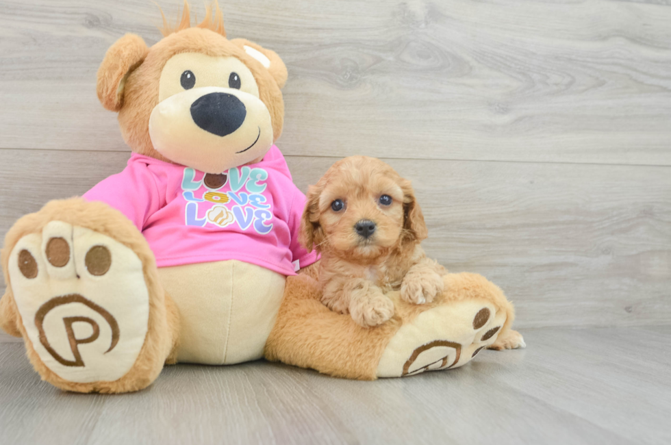 5 week old Cavapoo Puppy For Sale - Simply Southern Pups