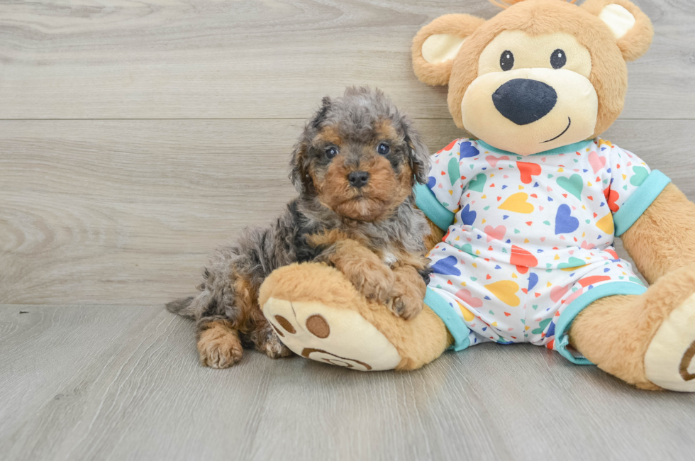 6 week old Cavapoo Puppy For Sale - Simply Southern Pups