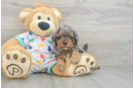 Cavapoo Pup Being Cute