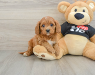 8 week old Cavapoo Puppy For Sale - Simply Southern Pups