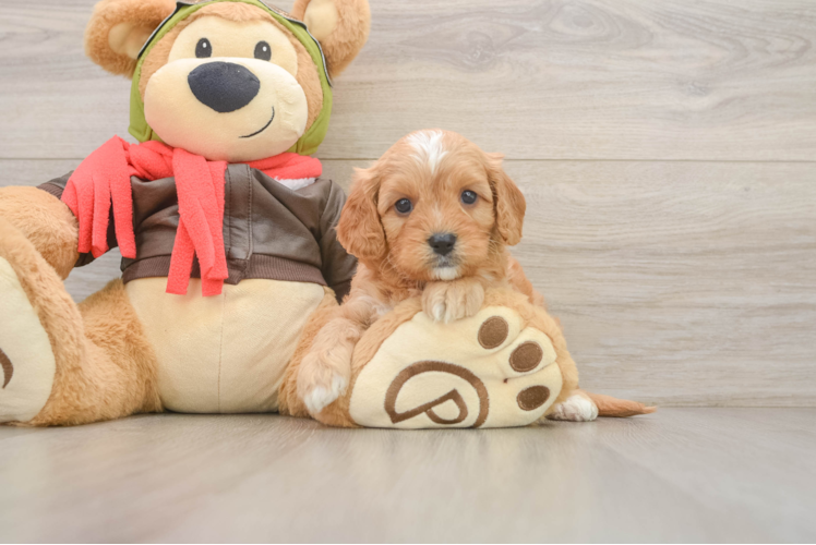 Best Cavapoo Baby