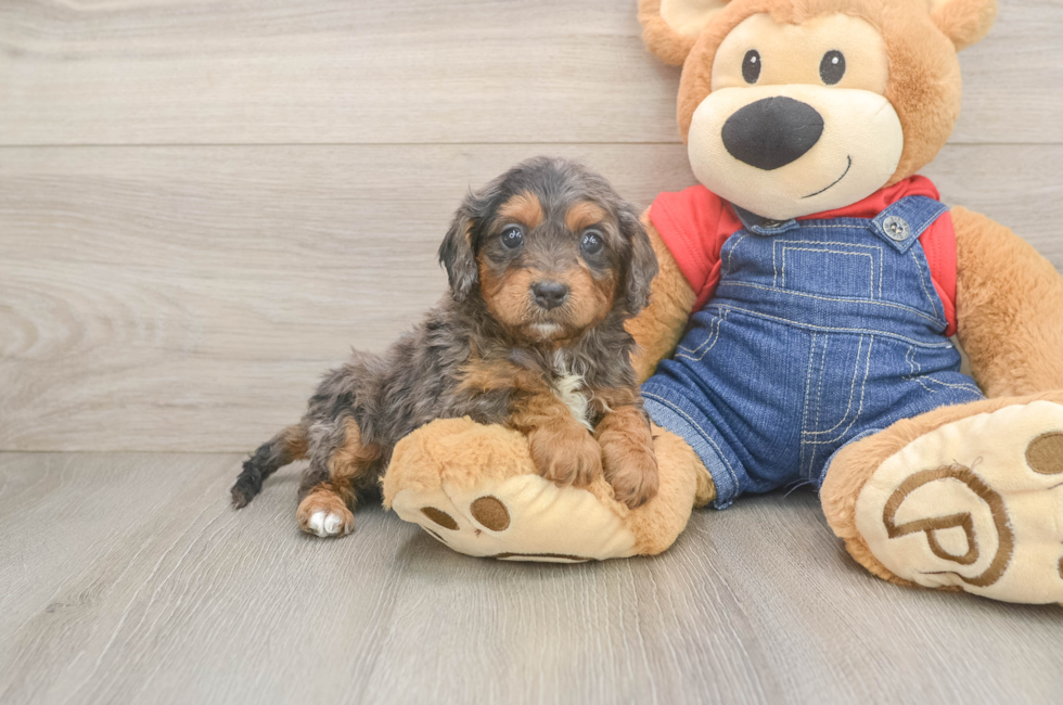 8 week old Cavapoo Puppy For Sale - Simply Southern Pups