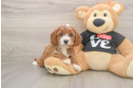 Small Cavapoo Baby