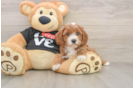 Cavapoo Puppy for Adoption